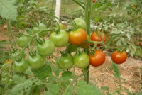 Tomate 
