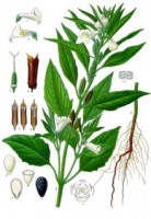Gergelim 