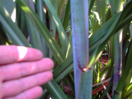 Cana de açúcar biomineralizada. Observe a cerosidade do caule, bioindicador de silício nas plantas.