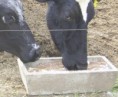 Sal Mineral Animal - Receita-